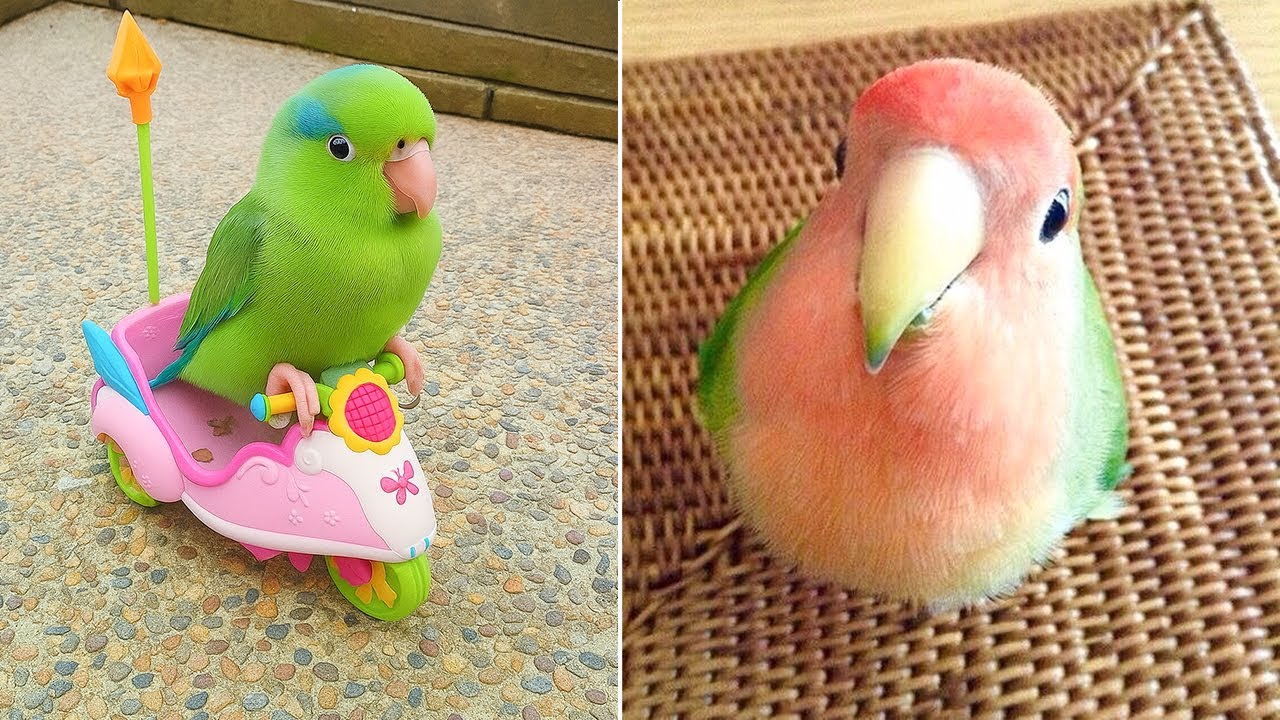 Smart And Funny Parrots Parrot Talking Videos Compilation (2025) - Cute Birds #50