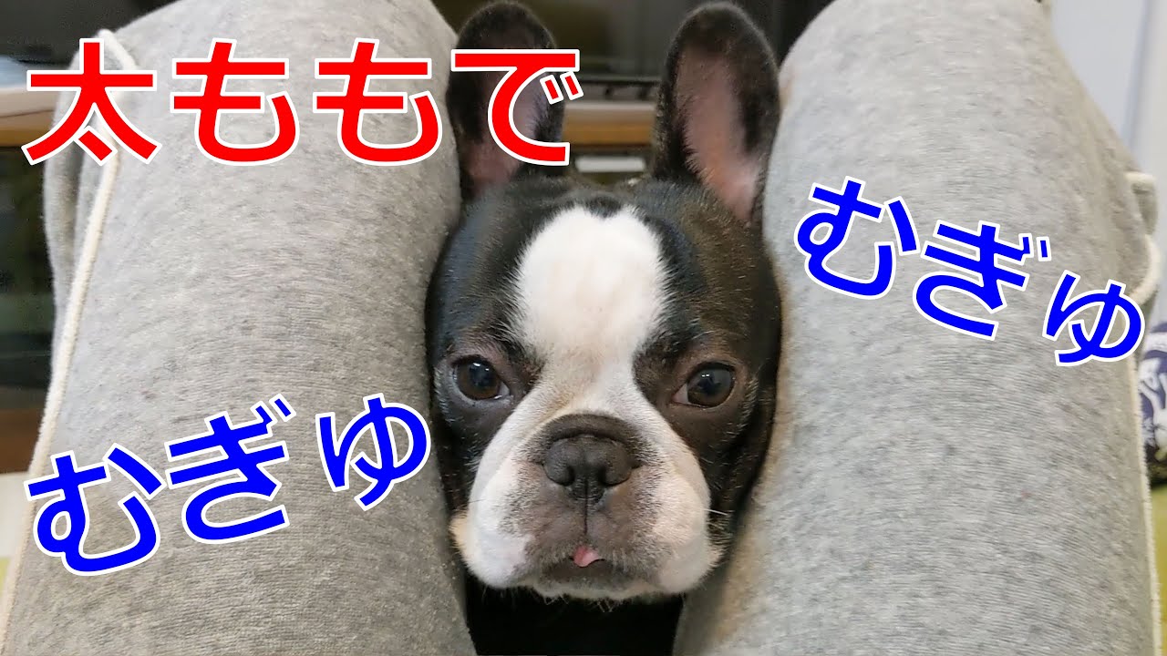 太ももでポムポムされるフレンチブルドッグが可愛いんです 癒し Youtube