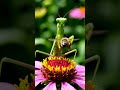 Alien attack insects  #ethology #animalbehavior #animals #naturedocumentary