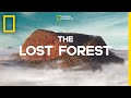 The lost forest  nobel peace prize shorts