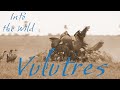 Wild Animals in Nature - Vultures on Kill
