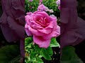 Black Baccara Perfume Delight Hybrid Tea Roses Greta For Cutting Display