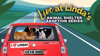 "Live at Linda's" - Animal Shelter Adoption Series - Episode 1 - Calvert County, MD