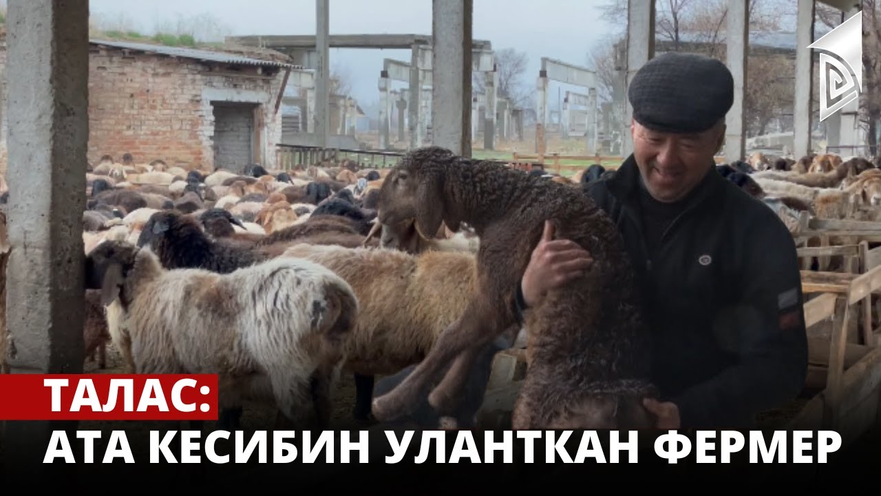 Талас: ата кесибин уланткан фермер