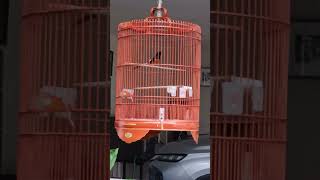 Download Lagu murai batu isian sirtu MP3