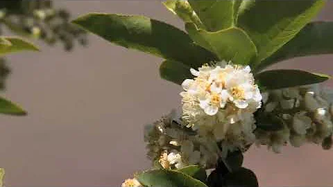 Prunus virginiana, Rosaceae (chokecherry)