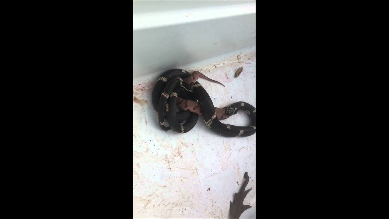 Copperhead vs king snake part 3 YouTube