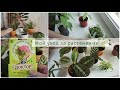 Цветочный влог ✨ Как дела у моих растений после пересадки? 🌱Еженедельный уход за растениями🌿