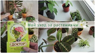 Цветочный влог ✨ Как дела у моих растений после пересадки? 🌱Еженедельный уход за растениями🌿