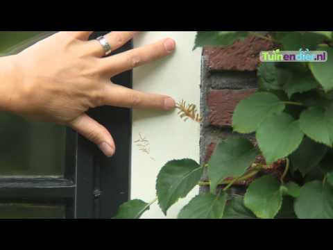 Video: Inligting oor klimhortensia's: groei van klimhortensia's en hul sorg