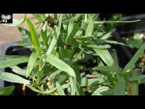 Video: Consejos para cultivar plantas de hierbas de estragón en el jardín