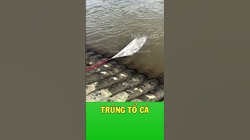 Quăng một chài bắt cả gia tộc nhà cá