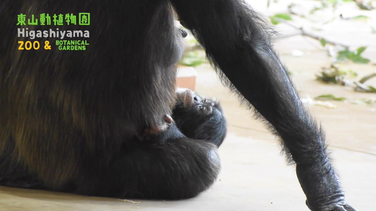 ヤマネとチンパンジー ヤマネとチンパンジー コロサパ🌿💤 on X:
