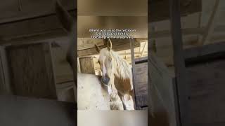#shorts #funnyhorse #horsememes #2026 #animalchaos #equinehumor #derp #horsefails #usmarket