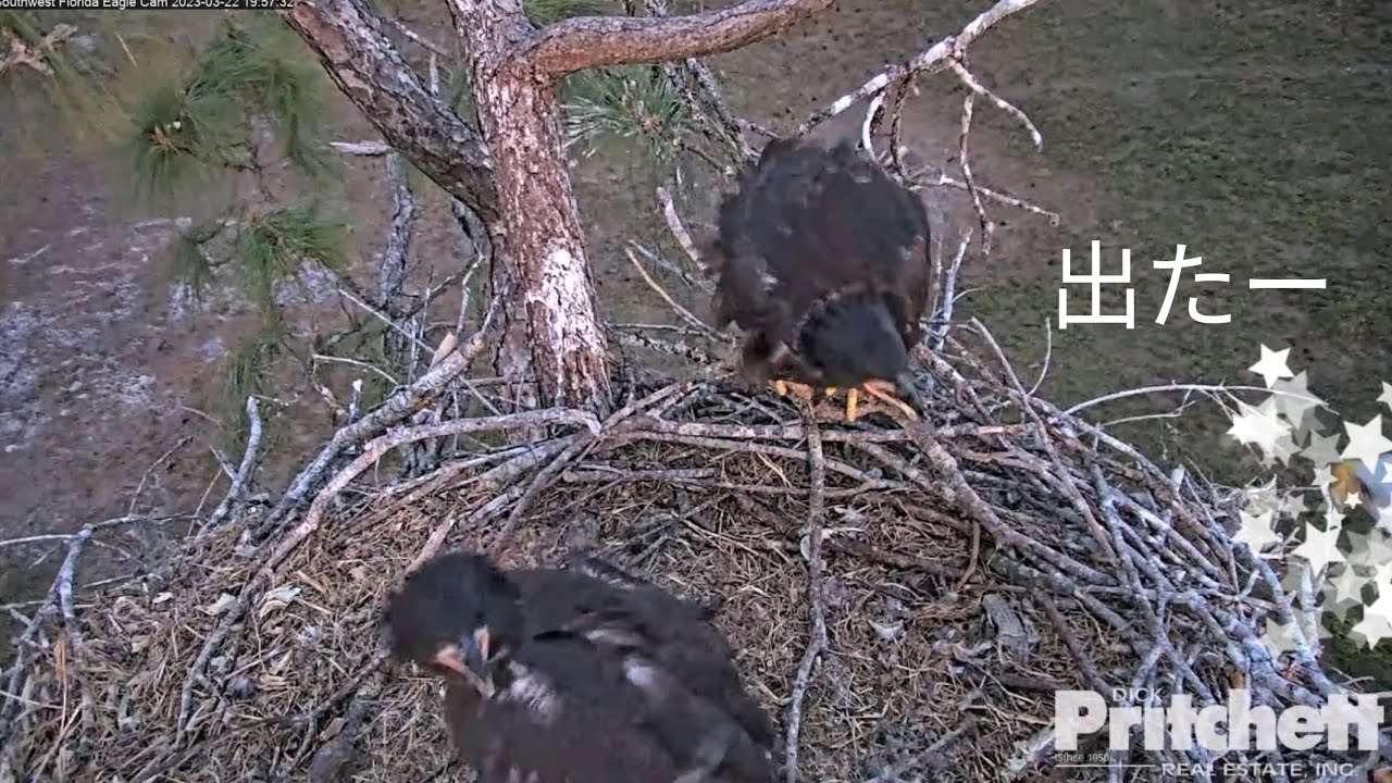 part10  E22巣立ち翌日の２羽 【SWL Eagles】シングルファザー女難の日々 〜Southwest Florida Eagle Cam 鷲〜