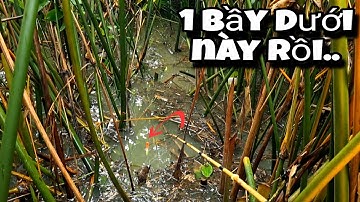 Tập 69 - Câu Cá Rô Đồng Mùa Nước Nổi Đụng Toàn Ổ Cá Giật Cong Cần Đã Tay