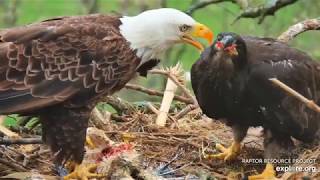 Decorah North Mr North  brought a  fish then start eating the Hawk