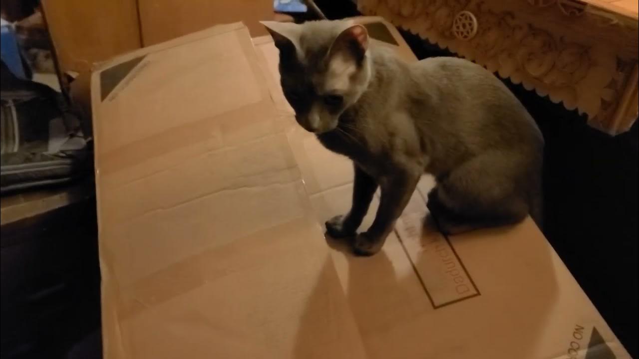 G'Kar finds something hidden in a box. It must be investigated! - YouTube