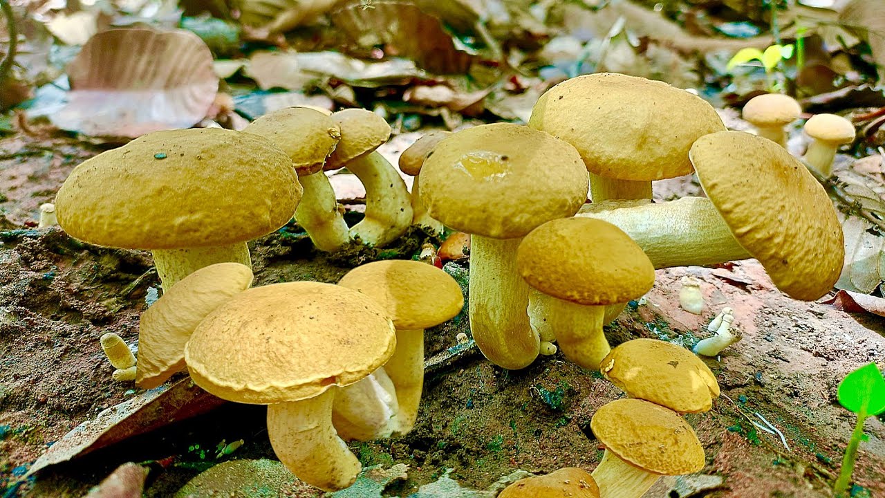 เจอจังๆ!!หมานเกินคาดเห็ดผึ้งข้าวหมู่ใหญ่ๆเห็ดผึ้งที่อร่อยที่สุดหมานเต็มกะต่าจ้า25/5/68