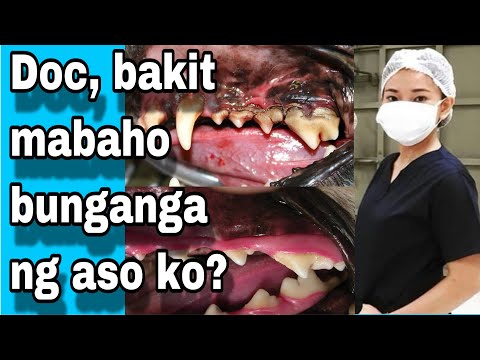 Video: Dentistry Ng Alagang Hayop: Bakit Ang Mga Aso (at Mga Pusa) Kailangan Din Ng Pangangalaga Sa Ngipin