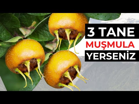 Günde 3 Adet Muşmula Vücudunuza Bunları Yapıyor | Muşmulanın Faydaları Nelerdir?