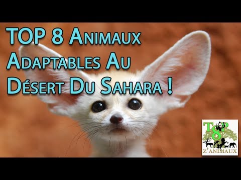 Vidéo: Quels Animaux Vivent Dans Le Désert Du Sahara