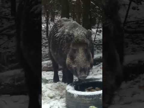 Огромный кабан