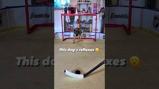 Super Hockey Dog | Spaß Fun 😇🤣 #shortsvideos