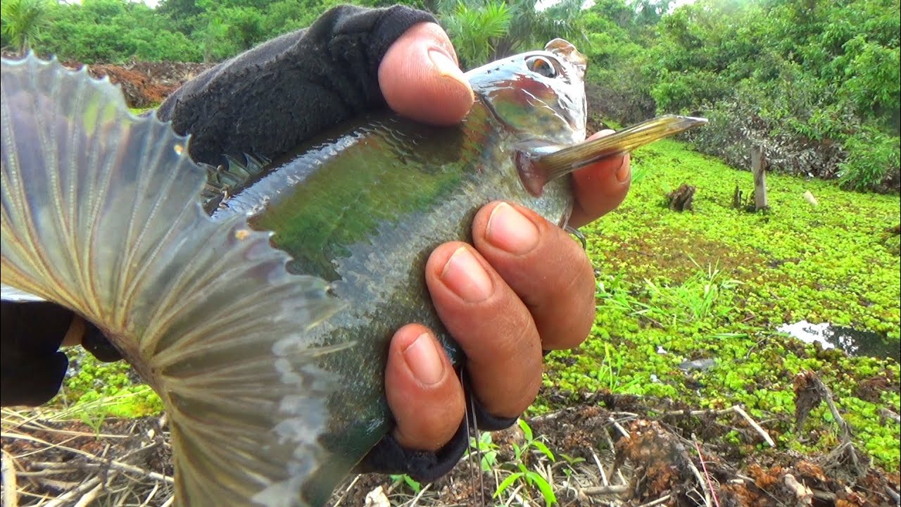 Spot  BERANTAKAN  , Sepat Siam nya  GEDE semua .