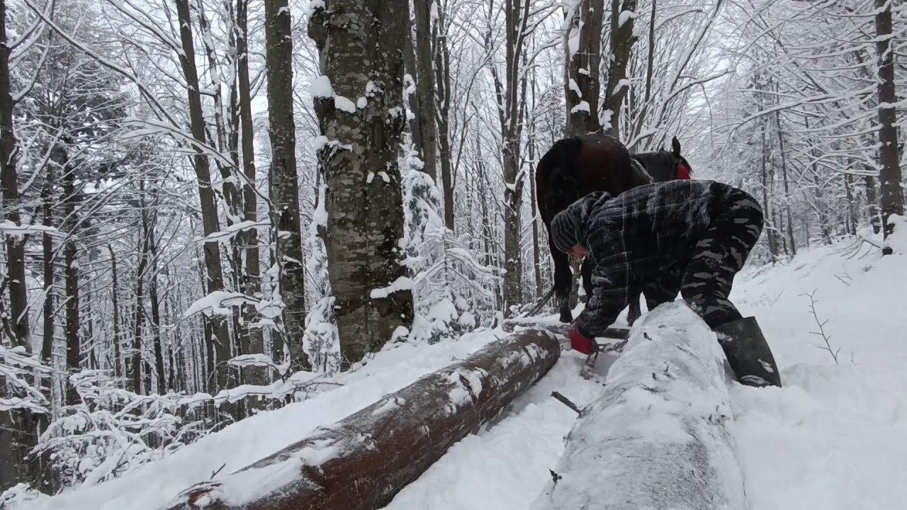 КОНІ У ЛІСІ 🧭ВАЖКА РОБОТА З КІНЬМИ🪓 ЗУСТРІЧІ ДИКИХ ЗВІРІВ🦌МОЖЛИВИЙ ПРОДАЖ🌲