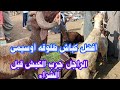 أفضل كباش الطلوقه المميزات والعيوب والاسعار وتجربة الكباش داخل السوق The Best RAMS In The Market أفضل كباش الطلوقه المميزات والعيوب والاسعار وتجربة الكباش داخل السوق The Best RAMS In The Market