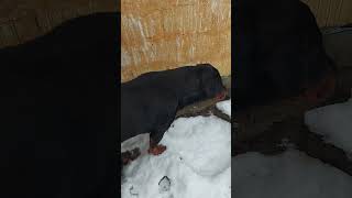 Pao je prvi sneg❄️ #dogworld #rottweiler #doggielife #viral #dog #snow #cold #winter #fyp #shortsdog