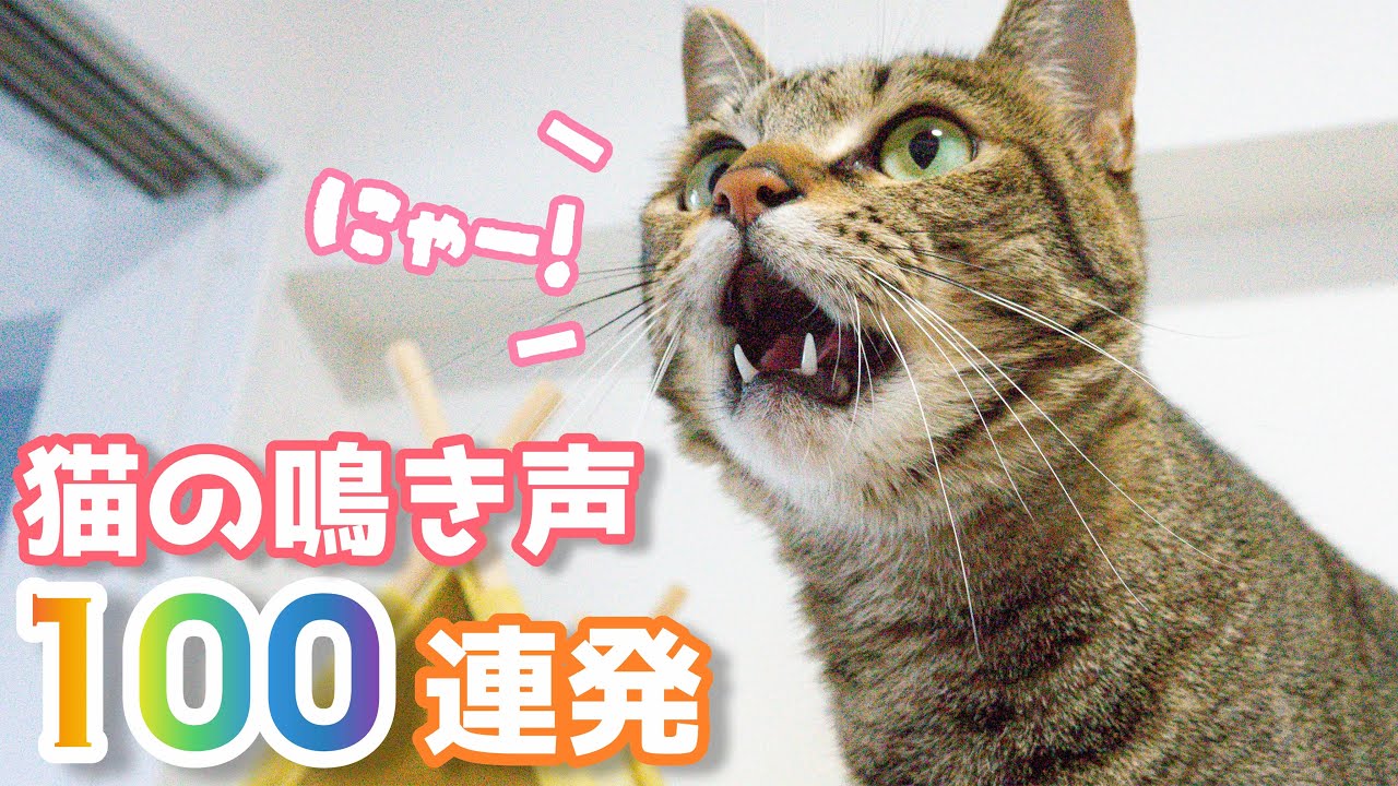 猫 鳴き声 音