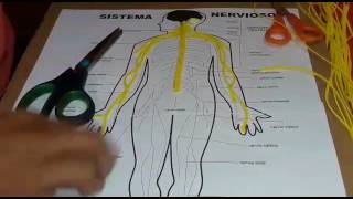 Maqueta sistema nervioso Cesar Vega