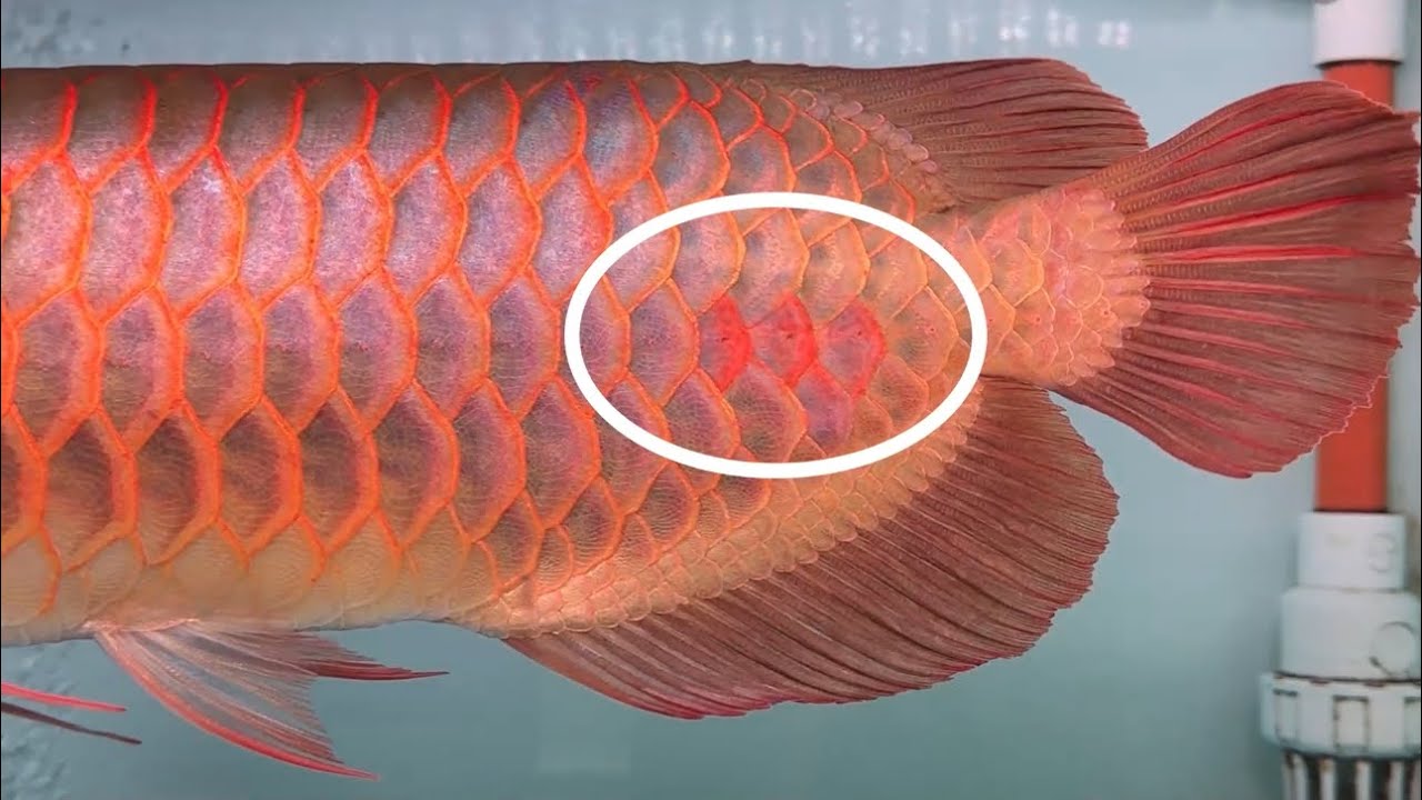 Nhận biết VẢY CÁ mọc lại sau khi rớt và cách hạn chế sự khác biệt giữa VẢY MỚI và VẢY CŨ