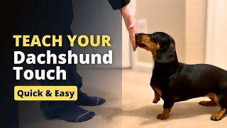 How to Teach Your Dachshund The Touch Command  Quick n Easy