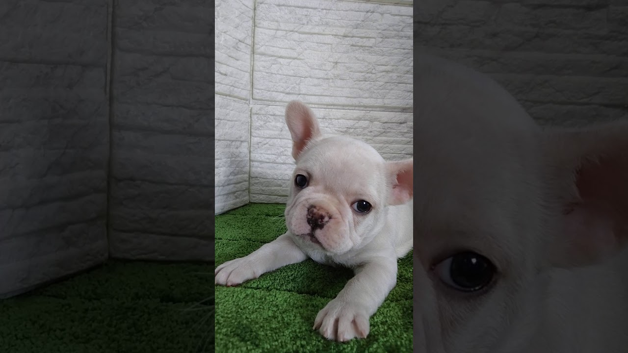 フレンチブルドッグ 可愛いい女の子です Youtube