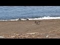 【ハヤブサの狩り】 アオバトに体当たり Hunting falcon