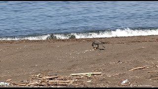 【ハヤブサの狩り】 アオバトに体当たり Hunting Falcon 【ハヤブサの狩り】 アオバトに体当たり Hunting Falcon