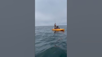Thumbnail of Giant grass rockfish caught in Morro bay! #fishing #fyp #worldrecord