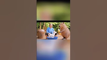 Capybara | Capybara Boss Story #capybara