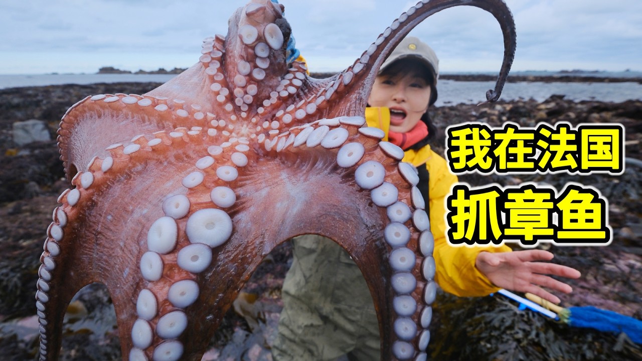 法国赶海，海岛章鱼泛滥，抓了直接红烧！| 赶海 | 法国 | 美食 | 章鱼 | 螃蟹 | 鲍鱼 |