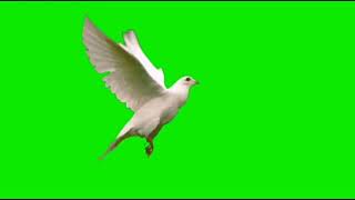 BURUNG MERPATI GREEN SCREEN EFFECTS || Birds flying green screen effects
