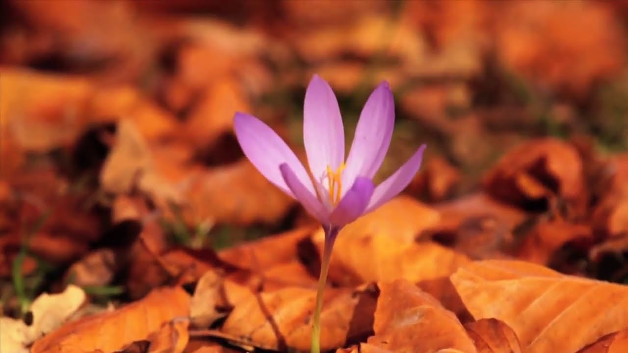 Sierra de la Demanda   Burgos