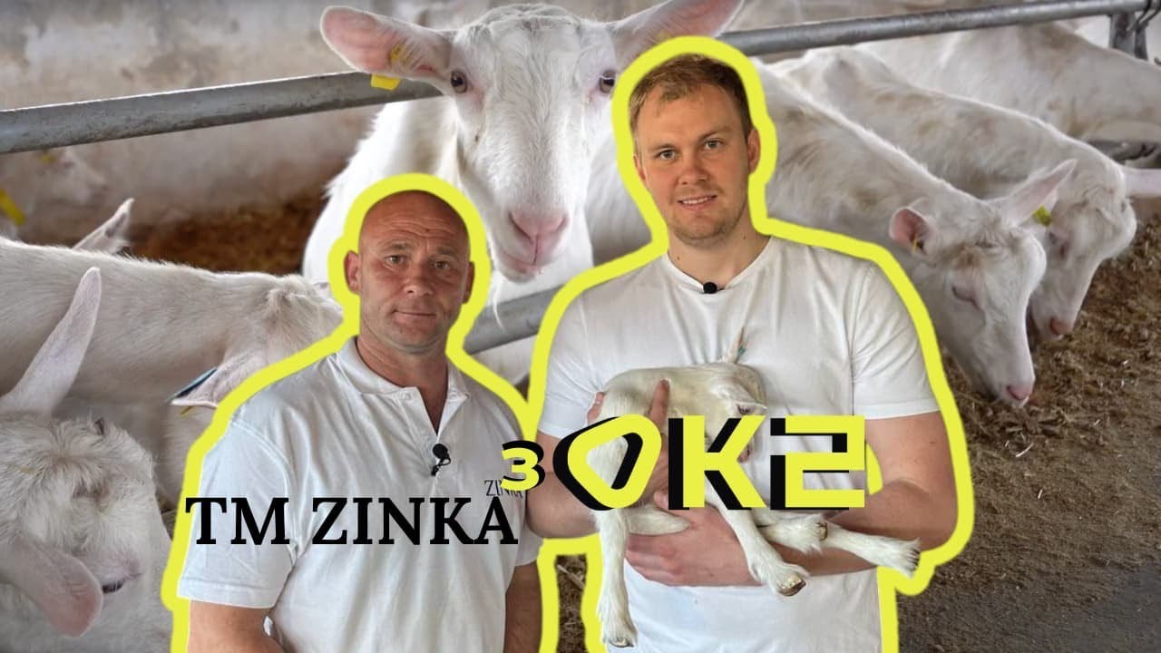 Ці тварини заробляють більше за тебе – вся правда про козиний бізнес!