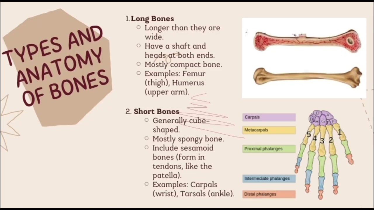 Bone Appétit: Feeding You Facts About the Skeleton