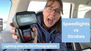 Lighting Gear for Pet Photography