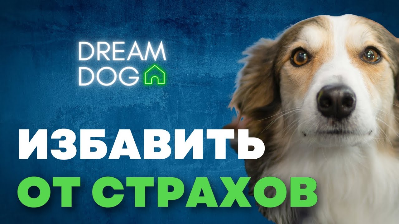 Как проявляется страх у собак?