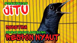 pancingan murai batu AGAR BUNYI jitu untuk JADIKAN murai batu GACOR EMOSI❗