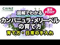 【ベストコレクション】 カンパニュラ 花が終わったら 301983-カンパニュラ 花が終わったら